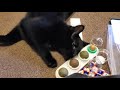 AMAZON MUST HAVES | AMAZON FINDS | CATNIP BALLS | DRAKE INSTANT REVIEW #tinkerwonderland