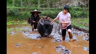 农村女子吃一百碗红烧肉