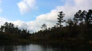 Wood ducks flying in