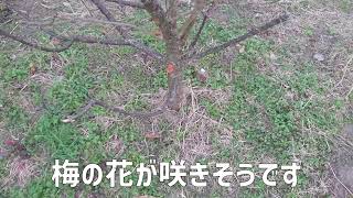 【農業×福祉=農福連携】梅の花が咲きそうです