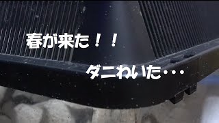 ダニにお困りの方必見！ダニ退治の方法！