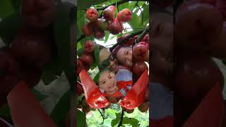 macopa fruits #viral #trending #fresh #freshfruit #short / Dolores Pio