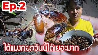 ฟาร์มสุขวันนี้ | ไต้แมงกอกEp.2 คืนที่ 2 วันนี้ตัวไข่ออกเยอะมาก