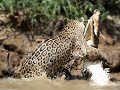 Big Male Jaguar Catches Crocodile