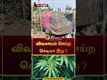 விவசாயம் செய்ற செடியா இது வடக்கலூர் perambalur cannabis plant shorts