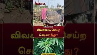 விவசாயம் செய்ற செடியா இது? | வடக்கலூர் | #Perambalur | #Cannabis | #plant | #shorts