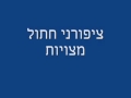 ציפורני חתול מצויות