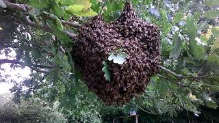 Swarm of bees July 2020