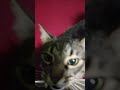 Cat Saying Hello