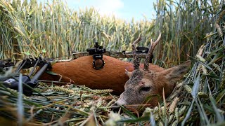 Amazing Roe buck hunt in Denmark