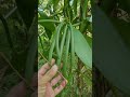 Musim bunga bagi pokok vanila di Kebun Vanila Kinarut Sabah.