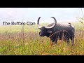 Grazing, Lazing, Wallowing: The Good Life of the Wild Water Buffalo