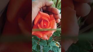 #beautiful#orange#rose#flowers#gardening