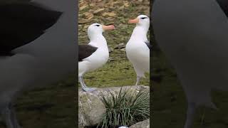 Albatross Sea Bird Moments