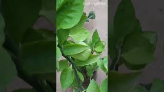 தினம் ஒரு மூலிகை| கண்ணாடி கள்ளி| மூலிகை 6 #muligai #tips #herbs #plant #garden #kannadkalli #shorts