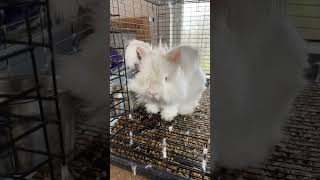 English Angora Buck