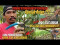 PRUNING DI MUSIM HUJAN..?? 💯💚 KITA PRUNING YANG KE DUA DURIAN USIA 14 BULAN INSYA ALLAH AMAN.