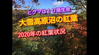 【最高の紅葉】大雪高原の沼めぐりと紅葉（2020年）