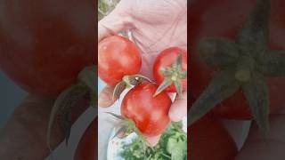 Aaj ki ek choti si harvest mere kitchen garden se#organic#fresh veggies#gardening#shortvideo#ytshort