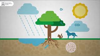 ECOSYSTEM - Animation @doctorsinstituteofhealthsc9313