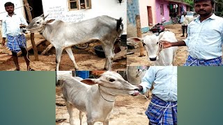 Wonderful hallikar calfs in gollarahatti Mahalingaiah's house born to his own stud bull