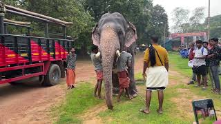 വാഴുവാടി കാശിനാഥൻ✨ വടക്കുംനാഥൻ ആനയൂട്ടിന് വന്നപ്പോൾ vazhuvadi kasinathan