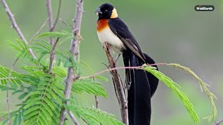 The small and colourful - SafariLIVE Sunrise - 15 February 2025