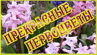 Чудо весны 🌷 Прекрасные первоцветы 🌷 Весенние цветочные футажи и видеофоны 🌷