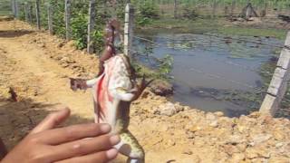 Amazing Fishing Frog By Hook - How to Catch Frog the Pond - Fishing Frog in Takeo Province