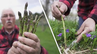 How to Harvest and Blanch ASPARAGUS, an AMAZING EDIBLE Perennial Plant. Harvest it year after year.