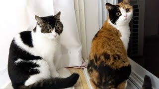 🐈ママ猫と再会した息子猫！