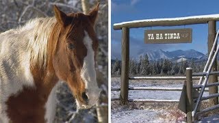 Banff area's unique horse ranch turns 100