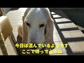 犬と猫病院へ！診察台も一緒がいい　緑内障バセットハウンドと猫glaucoma basset hound and cat