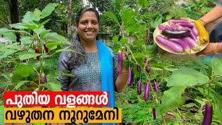 പുതിയ വളങ്ങൾ വഴുതന നൂറുമേനി | Brinjal cultivation | Mini's Lifestyle