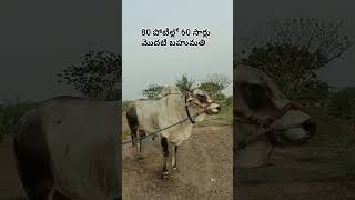 80 పోటీల్లో 60 సార్లు మొదటి బహుమతి #cow #topclassbull #bull #farming #bulllovers #cattle #bullfarm