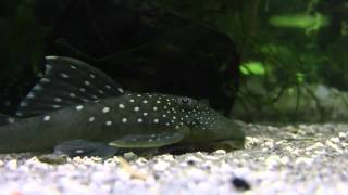 L128 Blue Phantom Pleco / Hemiancistrus sp.