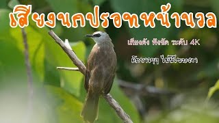 นกปรอทหน้านวล