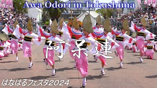 【徳島阿波踊り】踊り見るなら👀【阿呆連】✨はなはるフェスタ2024🌺[Tokushima Awa Odori] If you want to see the dance 👀 [Ahouren] 🌺