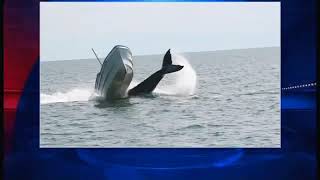 Funny Things | Funny Videos | Whale Collides With Fishing Boat 2013 HQ