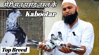 Top Rare High Flying Pigeons Breed ? 35 Wale Kabootar ? Arshad idrisi Pigeons