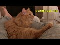 【猫 4】入念になめなめする猫（グルーミング）