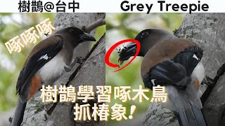 聰明的椿象剋星—樹鵲 Grey Treepie Learns a Woodpecker to Catch Stink bug