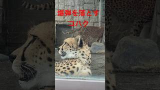 爆弾を落とすコハク【猫のような猛獣チーター第129章】#ブランカ#コハク#多摩動物公園#チーター #zoo #ジョーズ#jaws #shorts