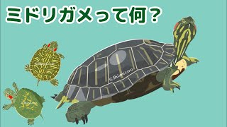 ミドリガメって何？？ミシシッピアカミミガメ イラストで学ぶ動物のこと 解説 亀 かわいい 亀飼育 爬虫類 クサガメベビーつくプロクリエイト 主線なしイラスト