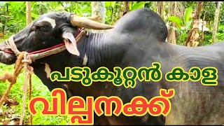 പടുകൂറ്റൻ കാള | Bull for sale | Cherpulassery | Palakkad | TECH AND VLOGS