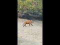 royal bengal tiger at sundarbans...watch full video on my channel...