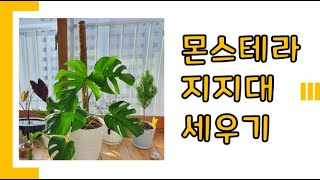 🌴 수태봉 대신 코코봉으로 몬스테라 지지대 쉽게 세우기! - 도레미플랜트