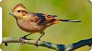 鳥の鳴き声図鑑 ホオジロの鳴き声01地鳴き（メス） birdsong of Meadow Bunting   Emberiza cioides 頬白 【身近な生き物語】スズメに似ている小鳥達