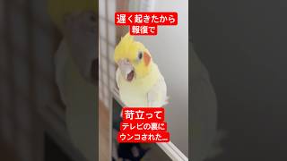 【報復うんこ⁉️】飼い主が休みで遅く起きて放鳥するのが遅くなったのでオカメインコは苛立ってテレビの後ろにウンコされた… #shorts #オカメインコ #cockatiel #birds #癒し