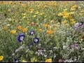 Semer une prairie fleurie